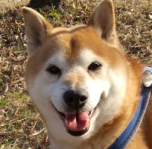 BOOK Sibainu Relax Room